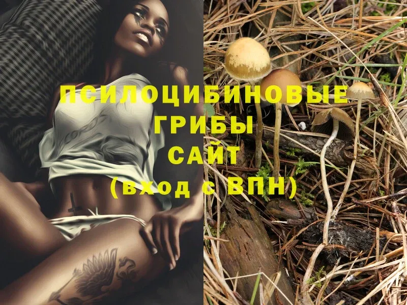 blacksprut ссылки  сколько стоит  Набережные Челны  Псилоцибиновые грибы Psilocybe 